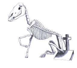 robe skeleton